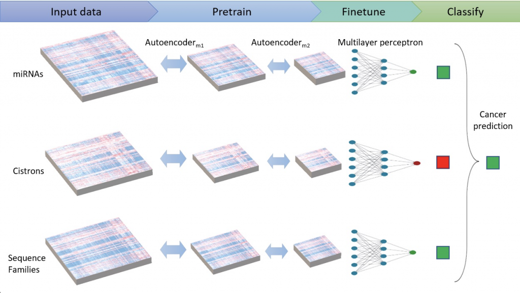 Deep ensemble consisting of stacked autoencoders and multilayer perceptron for cancer prediction.